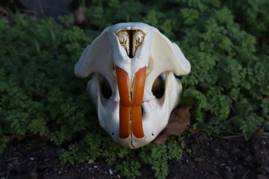 Beaver Skull