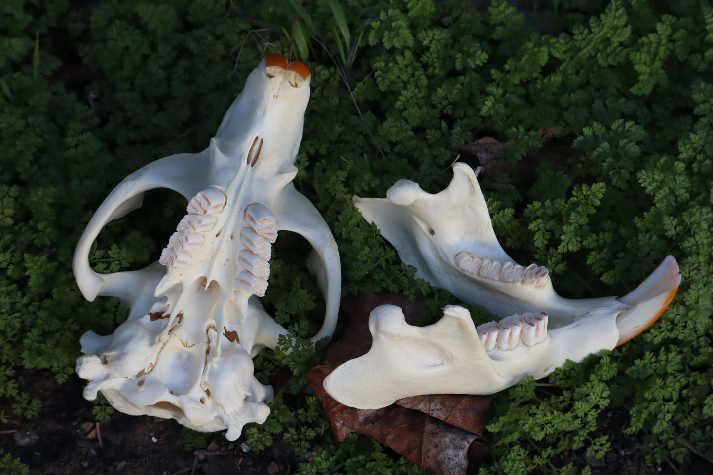 Beaver Skull