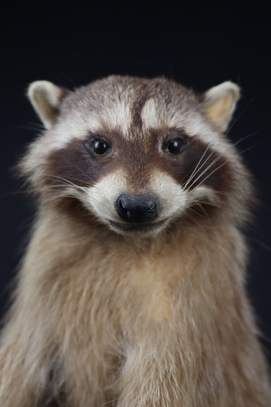 Taxidermy Raccoon - Free standing