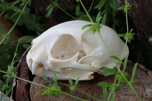 Bobcat Skull