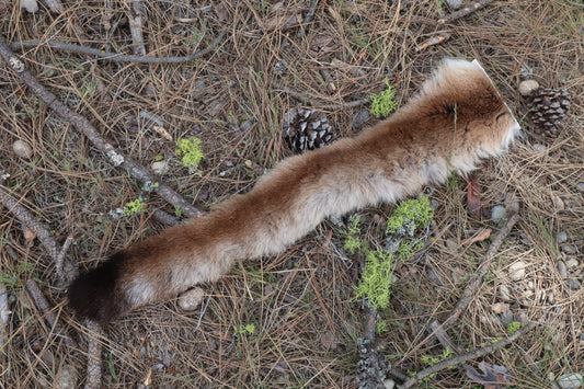 Mountain Lion Tail