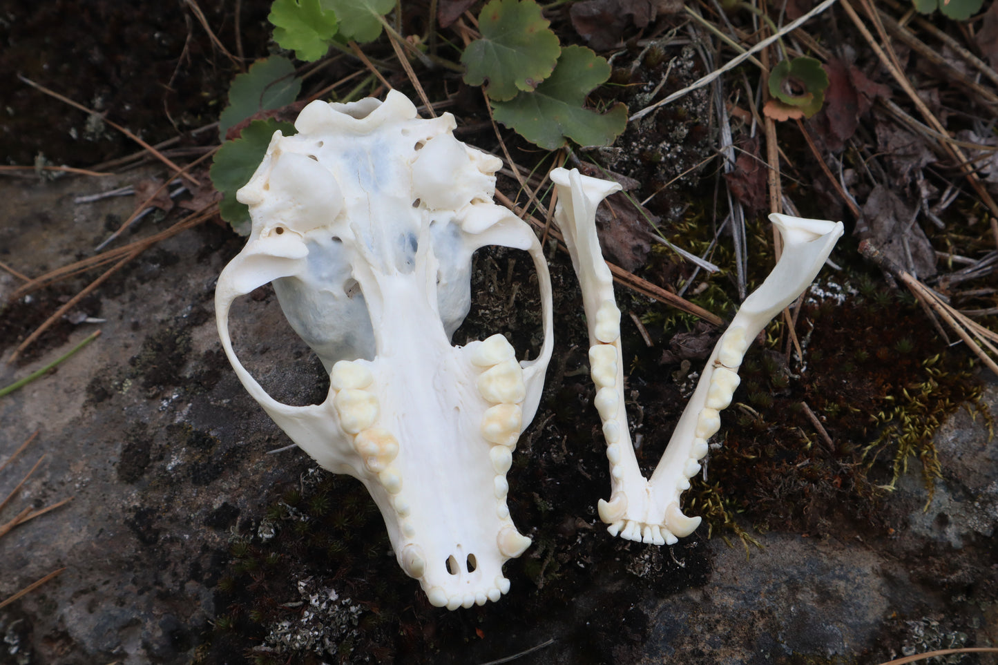 Raccoon Skull Spirit Bowl