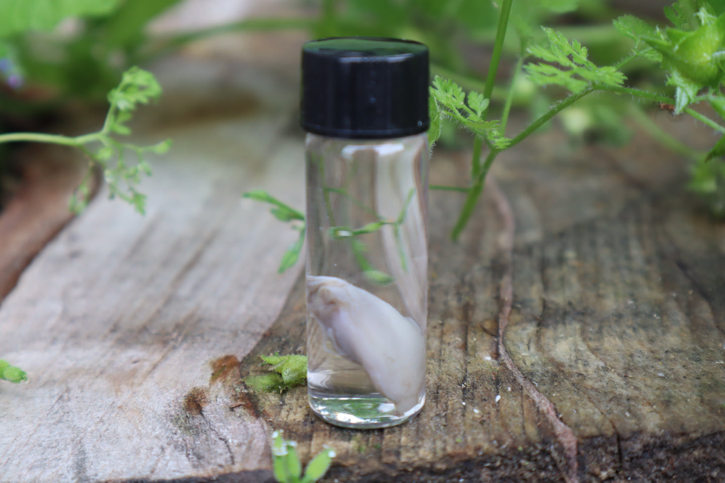 Fetal Kitten Tongue Wet Specimen