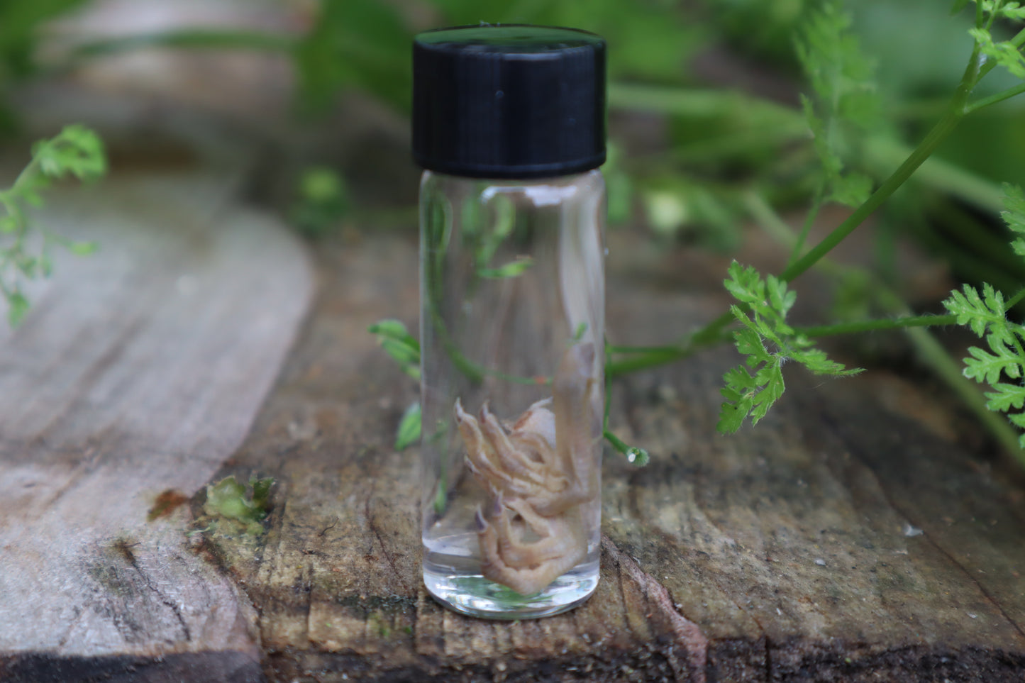 Baby Quail Feet Wet Specimen