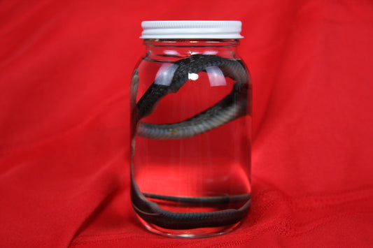 Garter Snake Wet Specimen