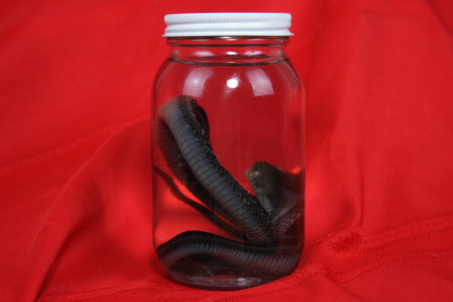 Garter Snake Wet Specimen