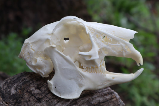 Craft Jack Rabbit Skull