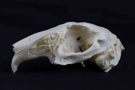Craft Rabbit Skull