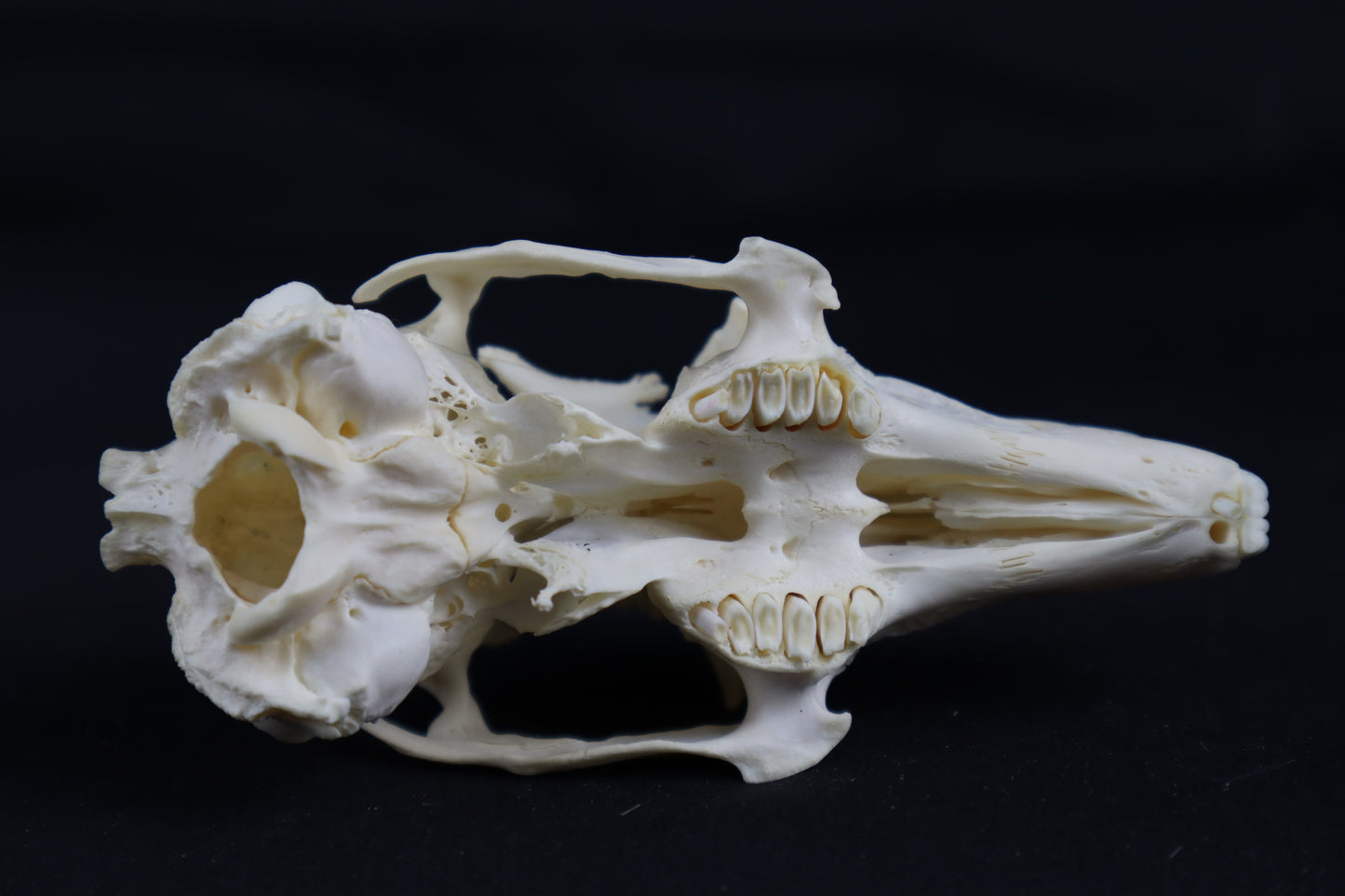 Craft Rabbit Skull