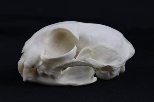 Craft Bobcat Skull