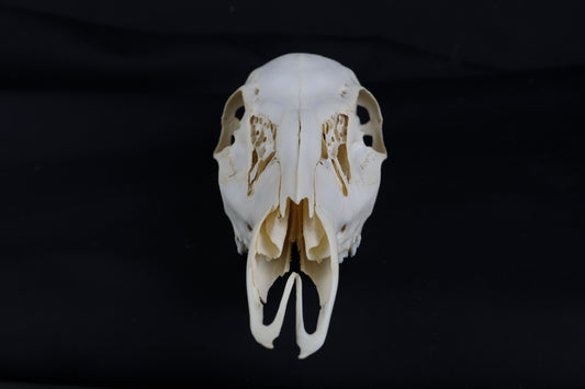 Whitetail Doe Skull