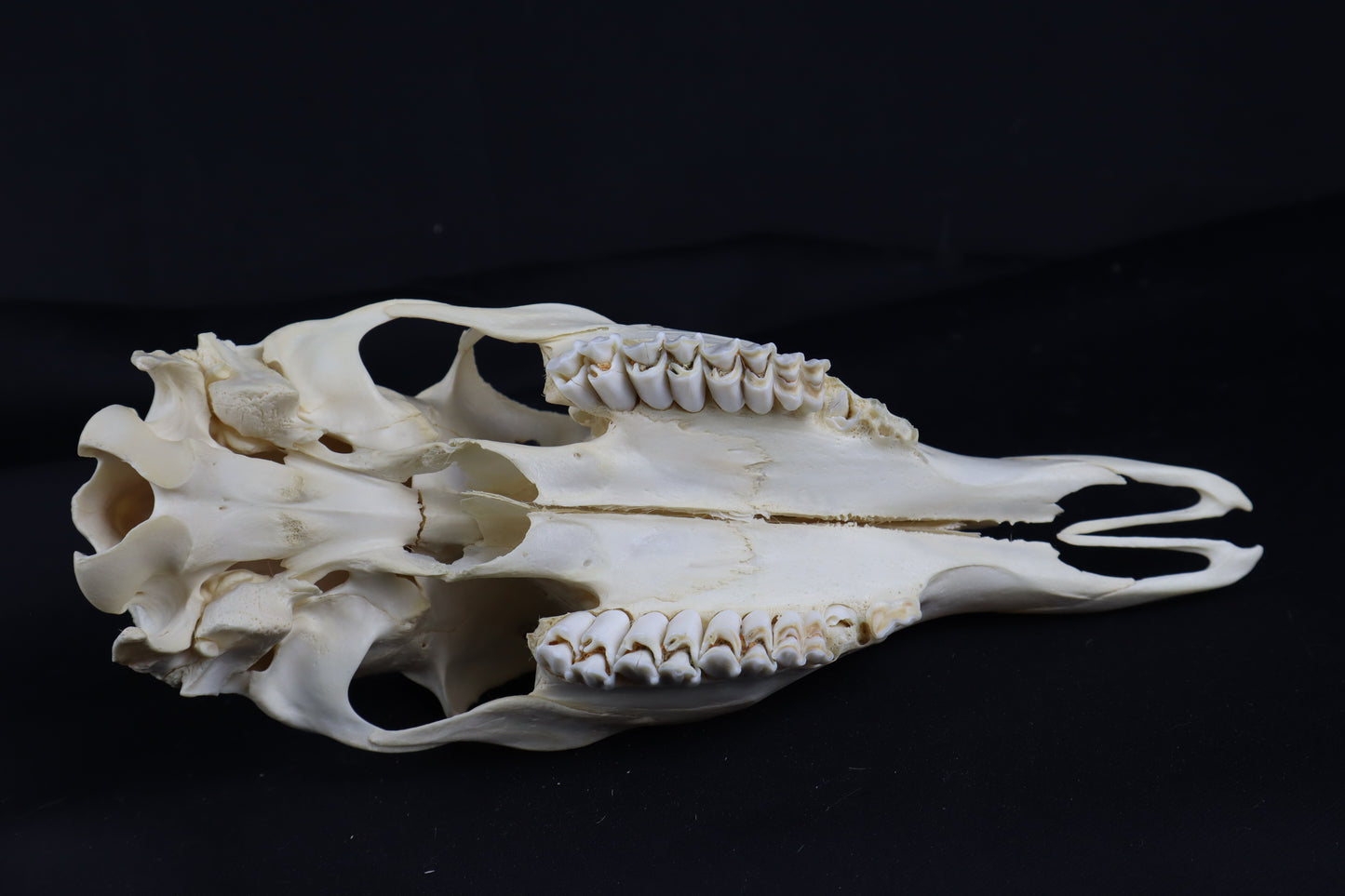 Whitetail Doe Skull