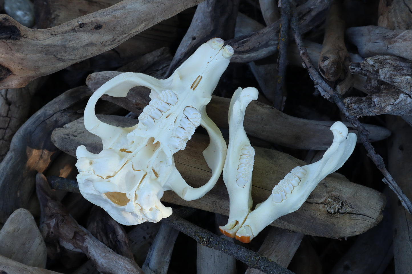 Beaver Skull