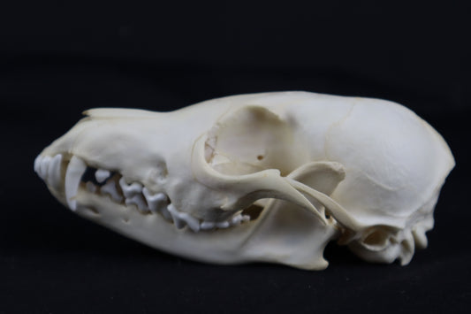 Red Fox Skull