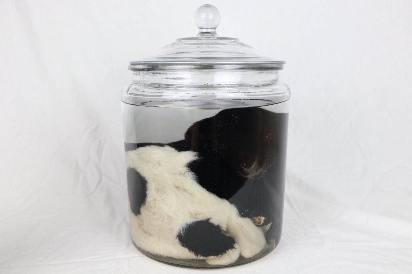 Wet Specimen Lamb