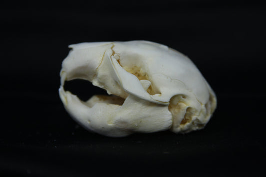 Fetal Beaver Skull
