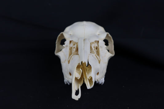Craft Whitetail Doe Skull