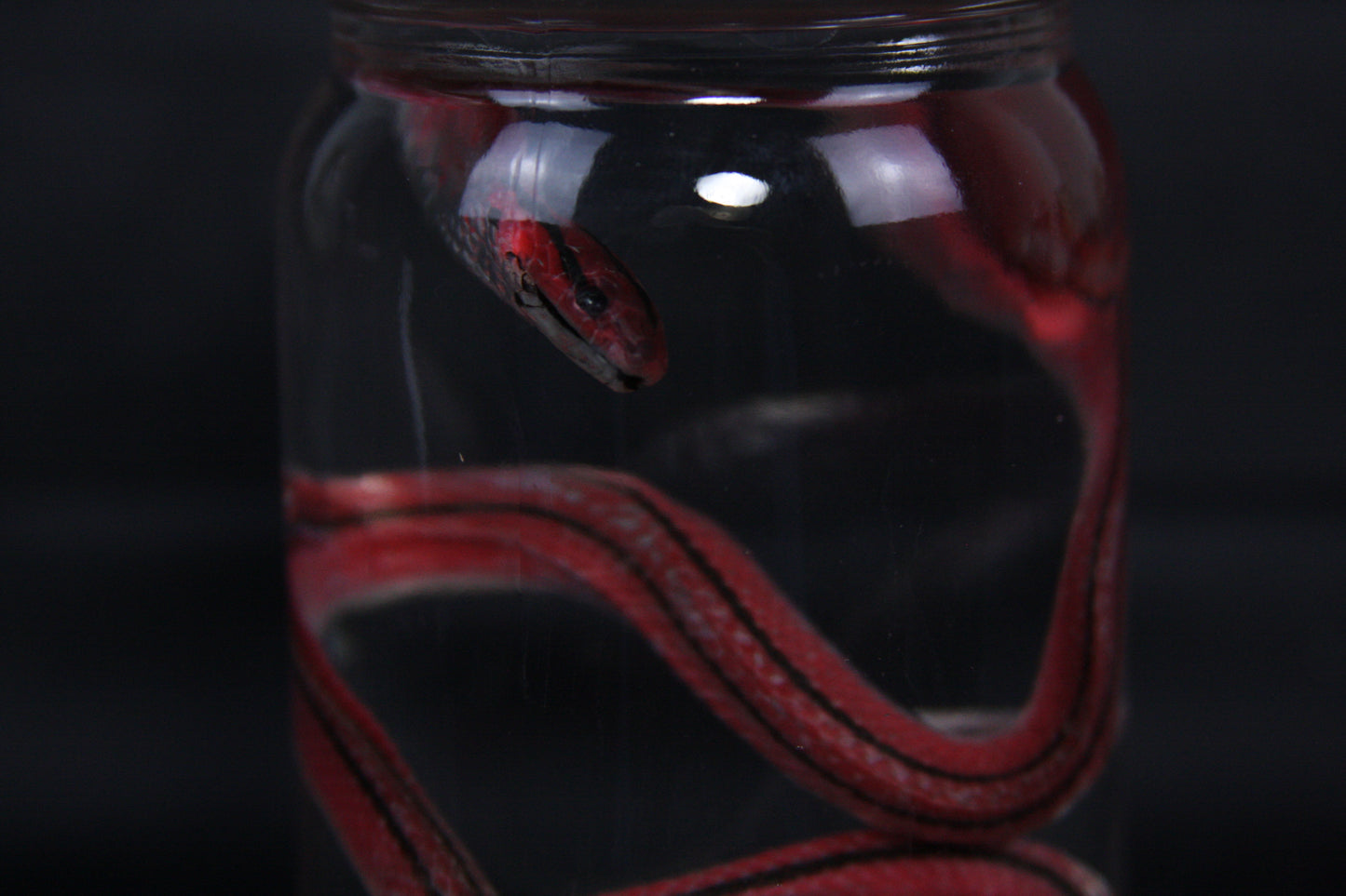 Juvenile Striped Bamboo Rat Snake Wet Specimen