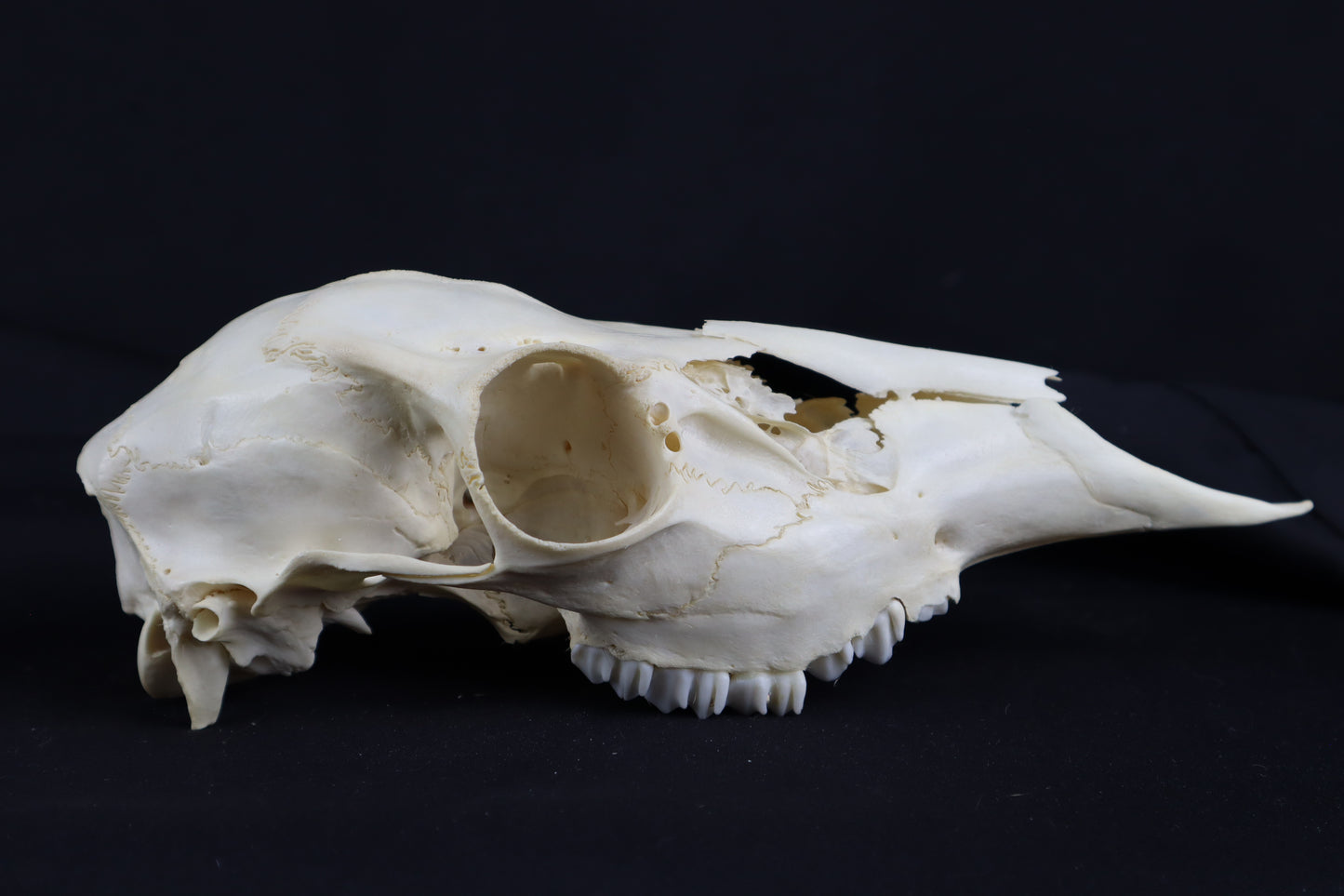 Craft Whitetail Doe Skull
