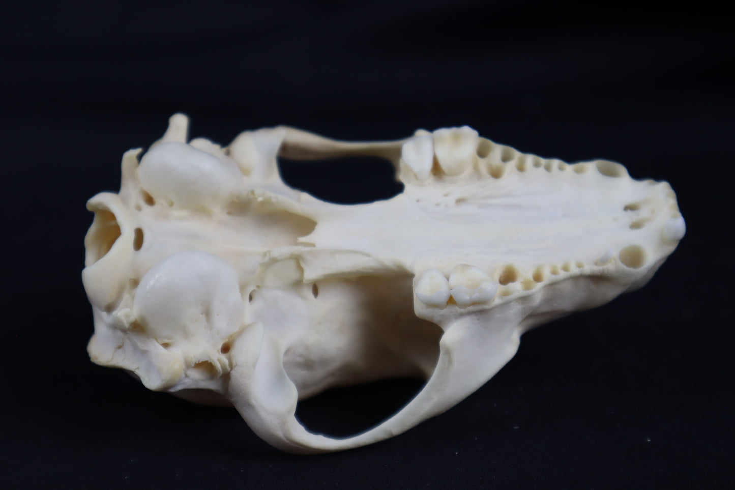 Craft Raccoon Skull