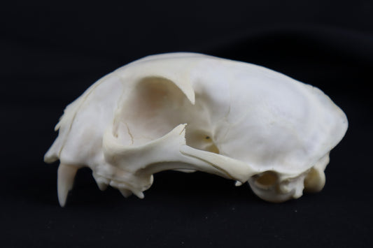 Craft Bobcat Skull
