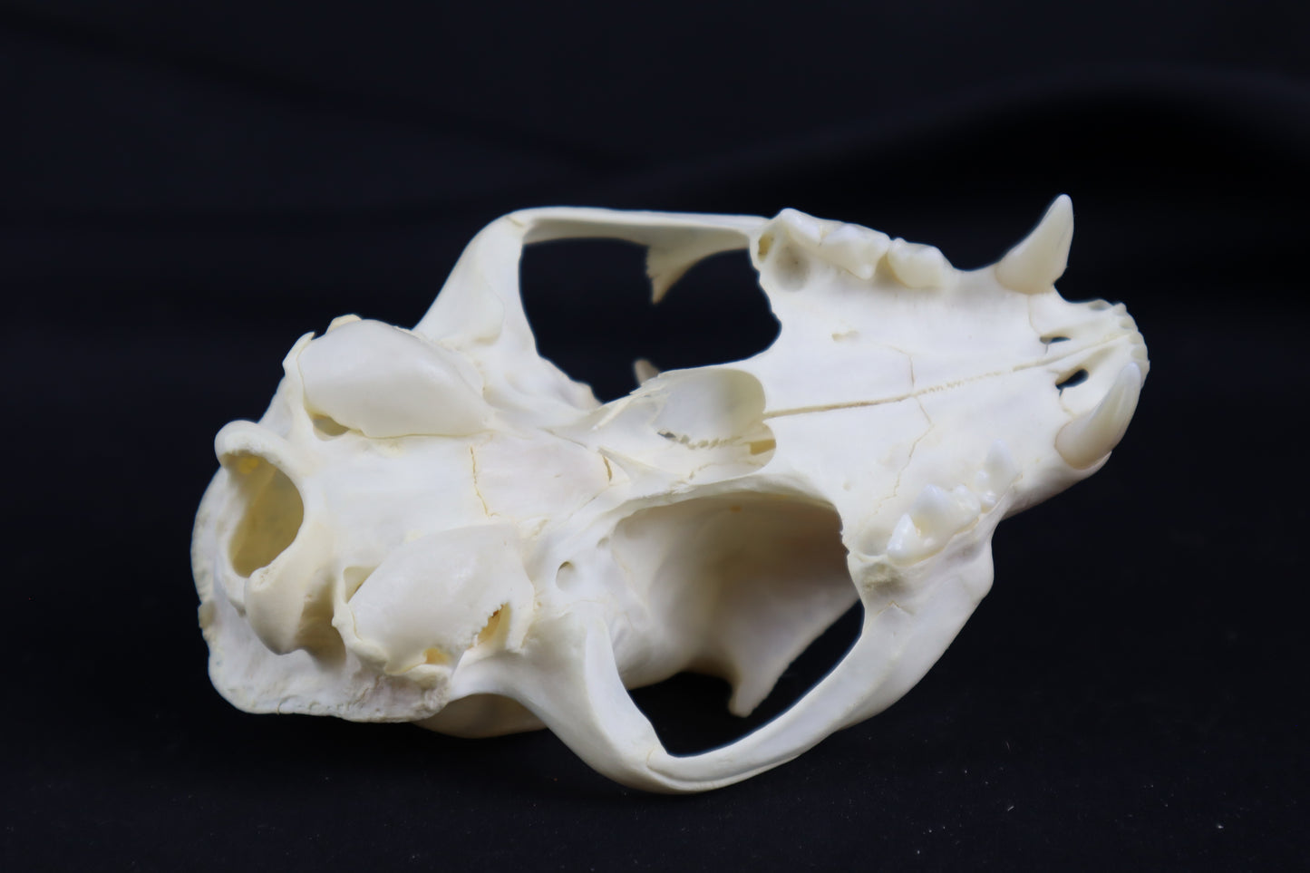 Craft Bobcat Skull