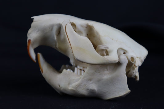 Juvenile Beaver Skull