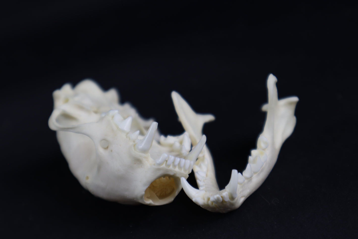 Craft Skunk Skull