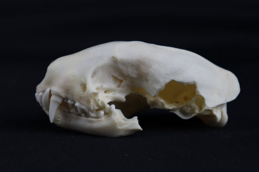Craft Skunk Skull