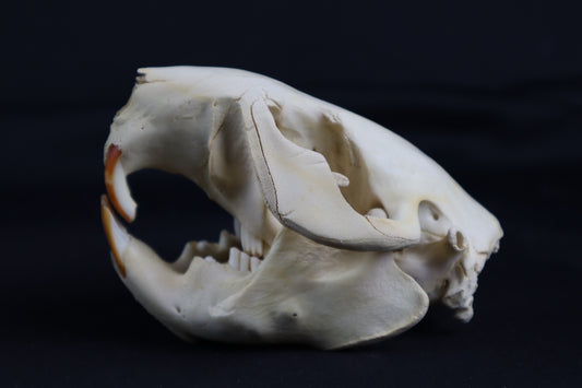 Juvenile Beaver Skull