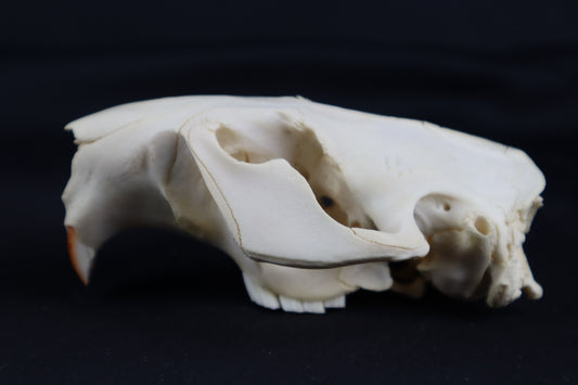 Craft Beaver Skull