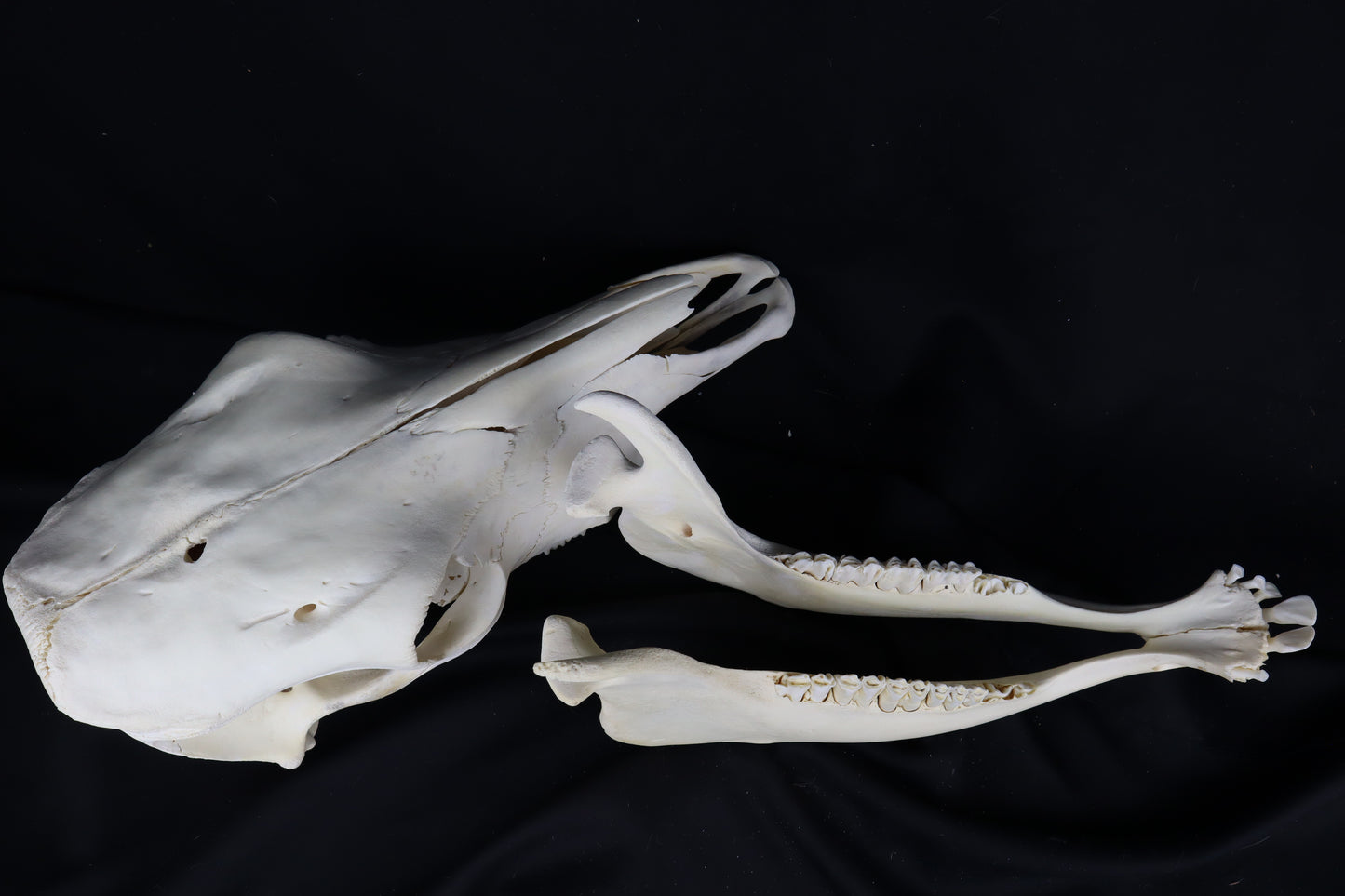 Steer Skull