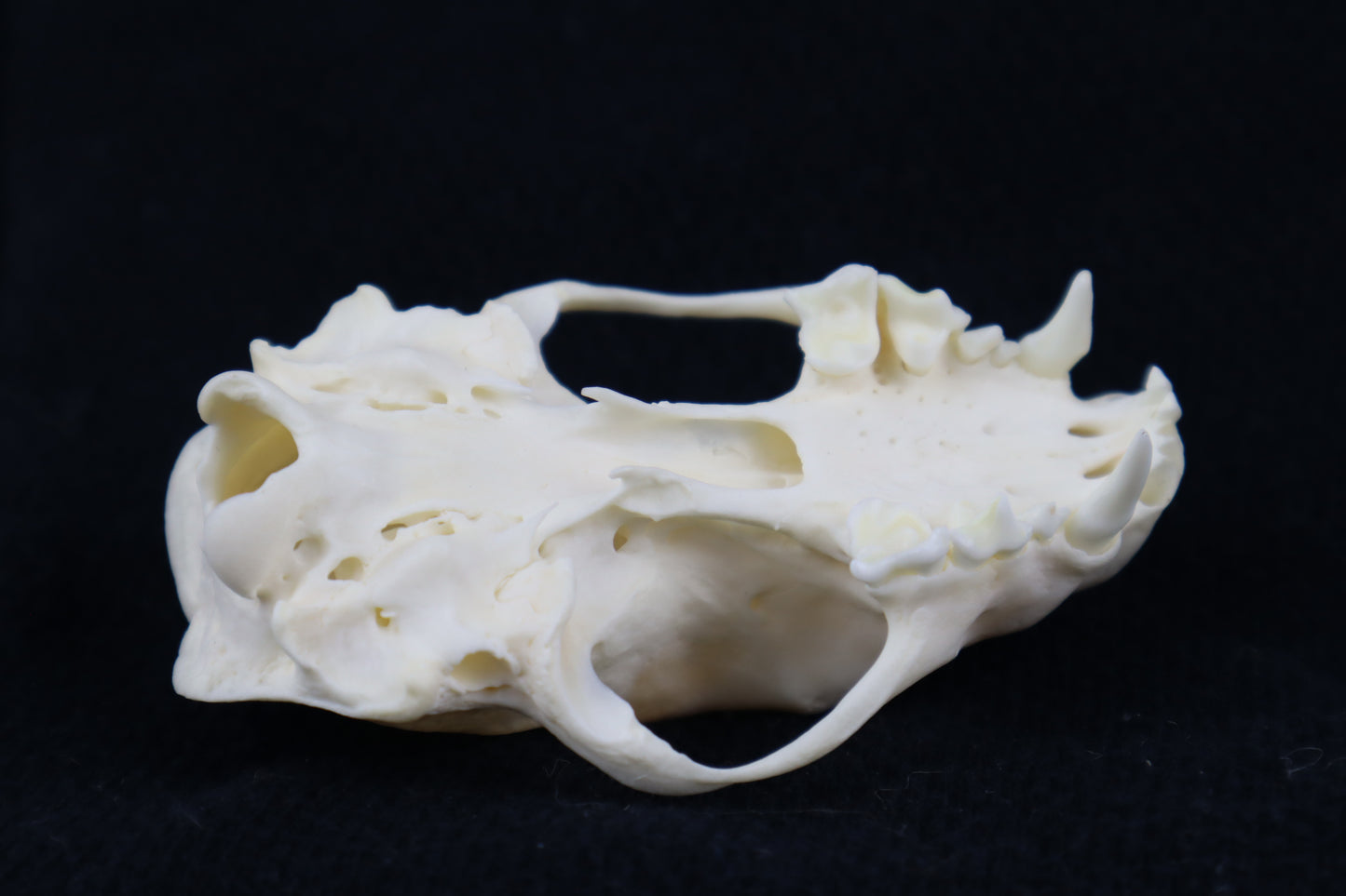 Craft Skunk Skull