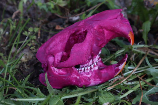 Naturally Stained Beaver Skull