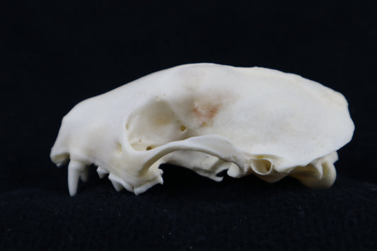 Craft Skunk Skull