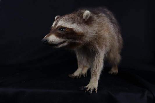 Taxidermy Raccoon - Free standing