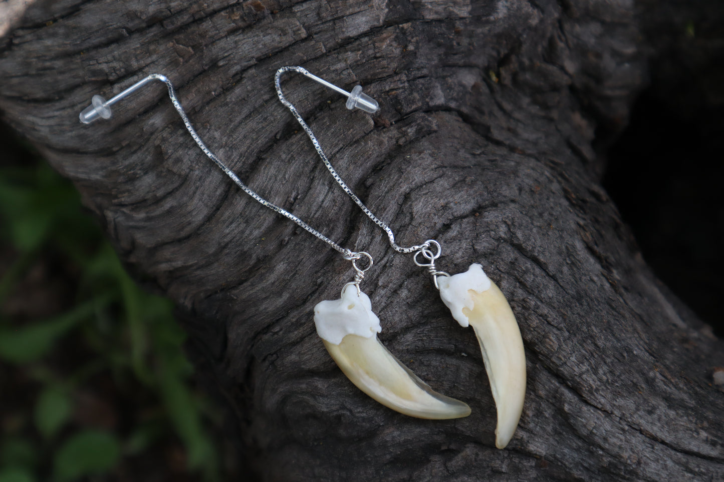 Badger Claw Earrings - .925 Silver