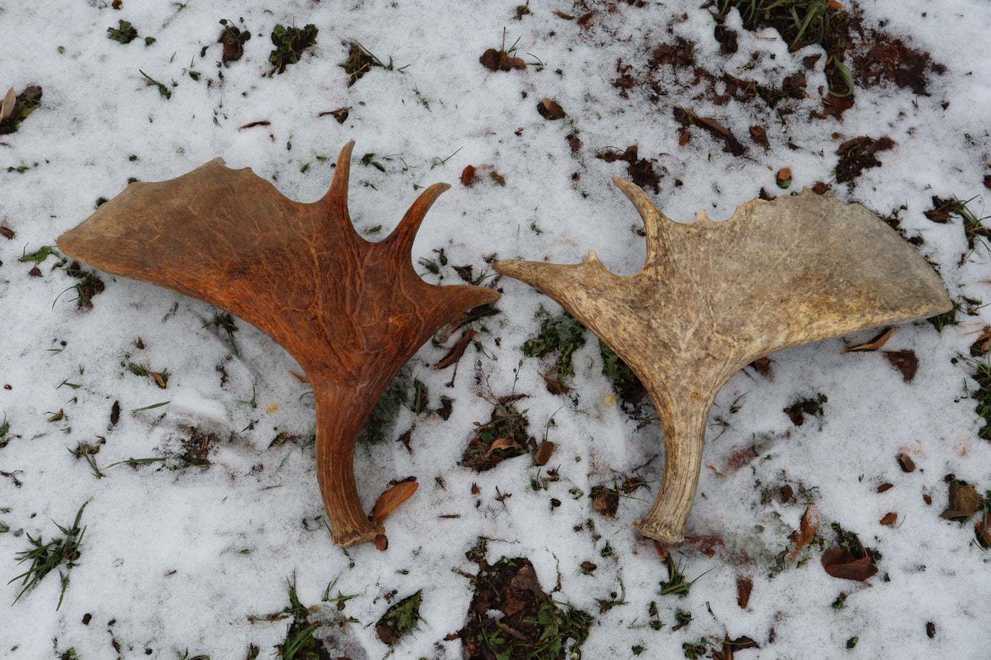 Moose Antler Sheds - Natural Pair