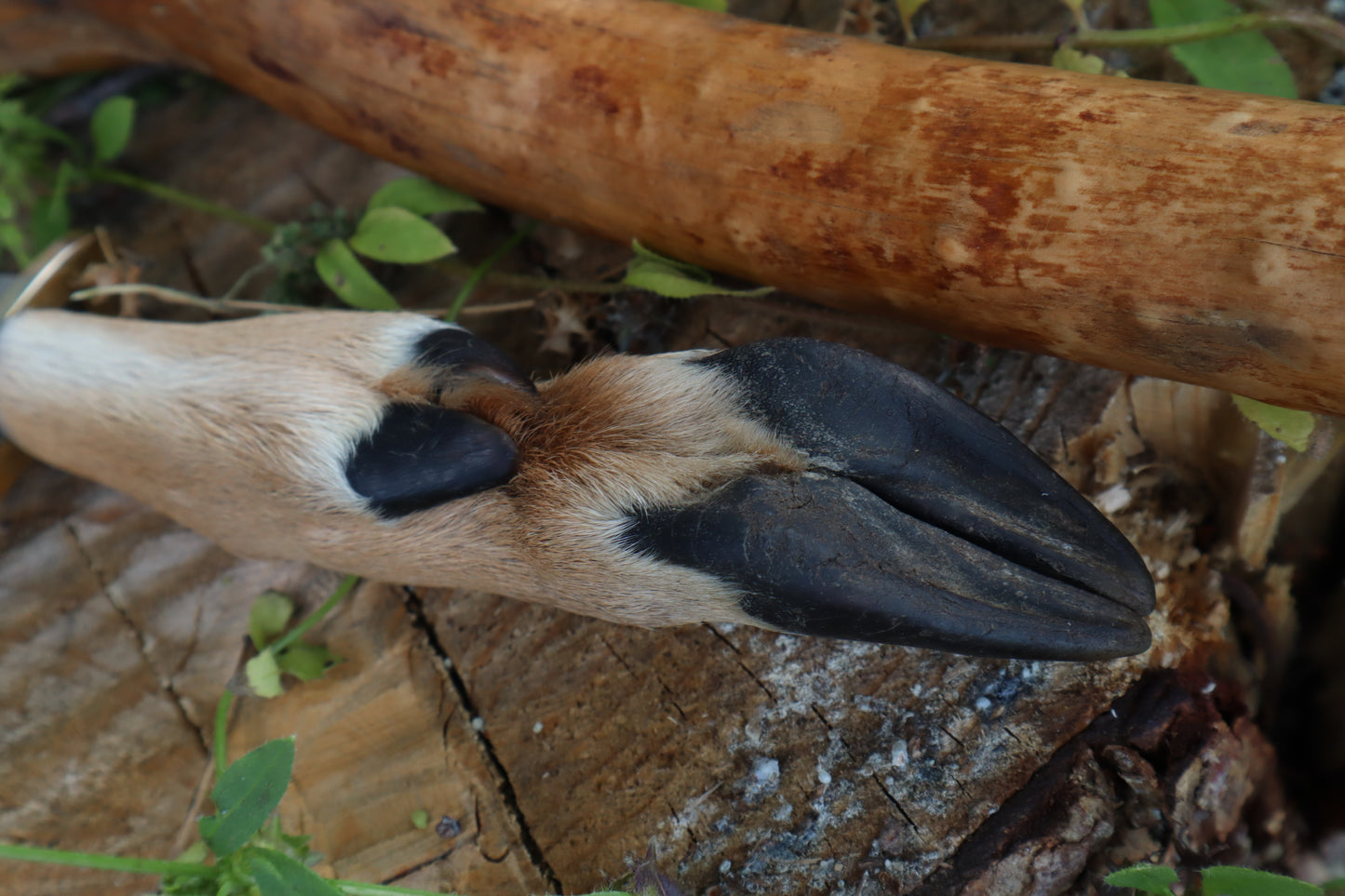 Reserved for Jailyn - Whitetail Deer Hoof Dagger