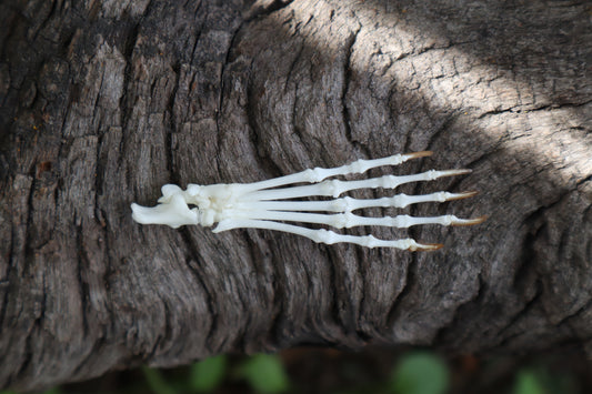 Eastern Gray Squirrel Paw Articulation