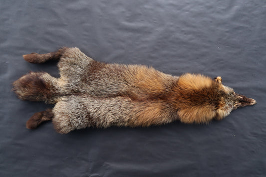 Kodiak Cross Fox Wallhanger