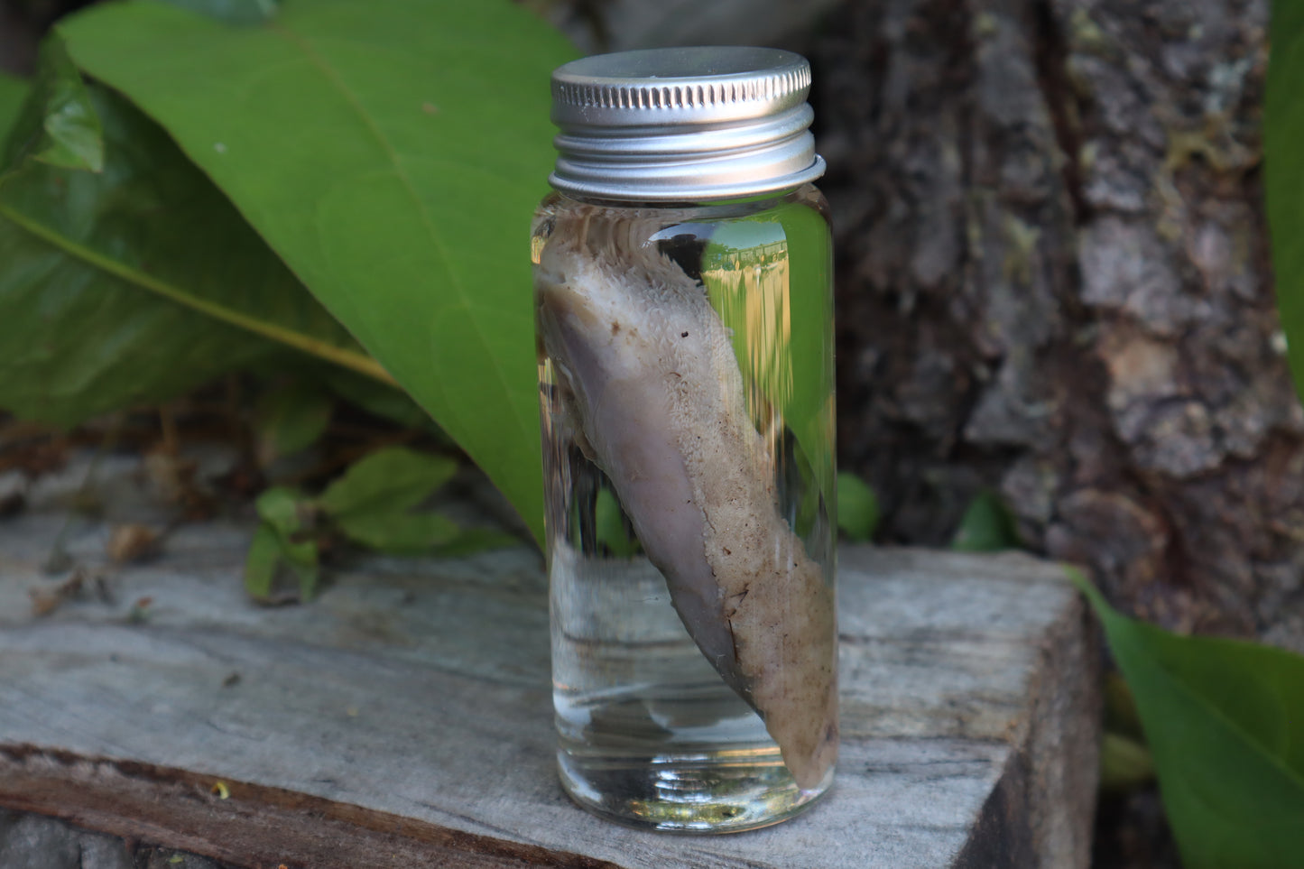 Raccoon Tongue Wet Specimen
