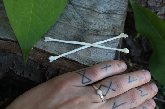 Raccoon Fibula (2)