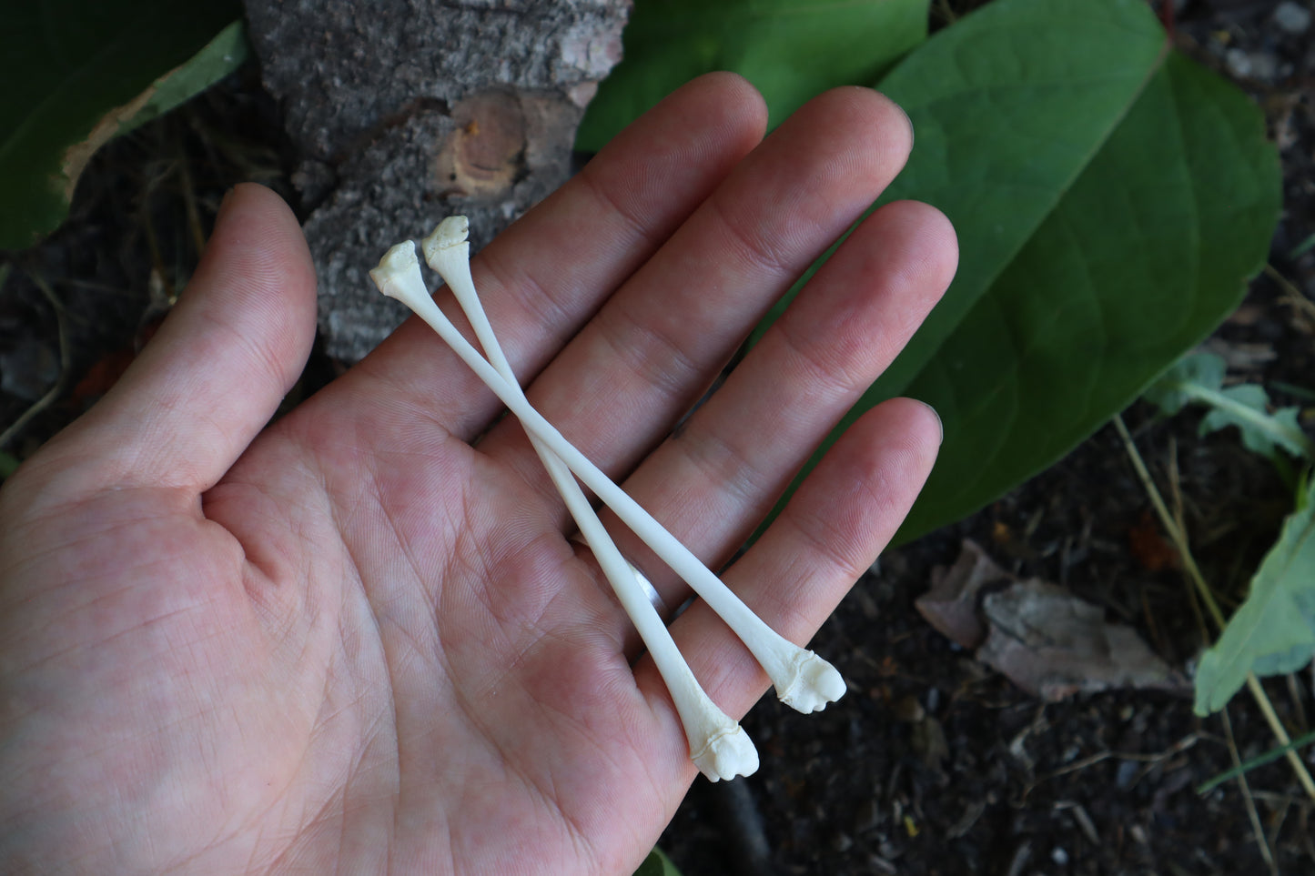 Raccoon Fibula (2)