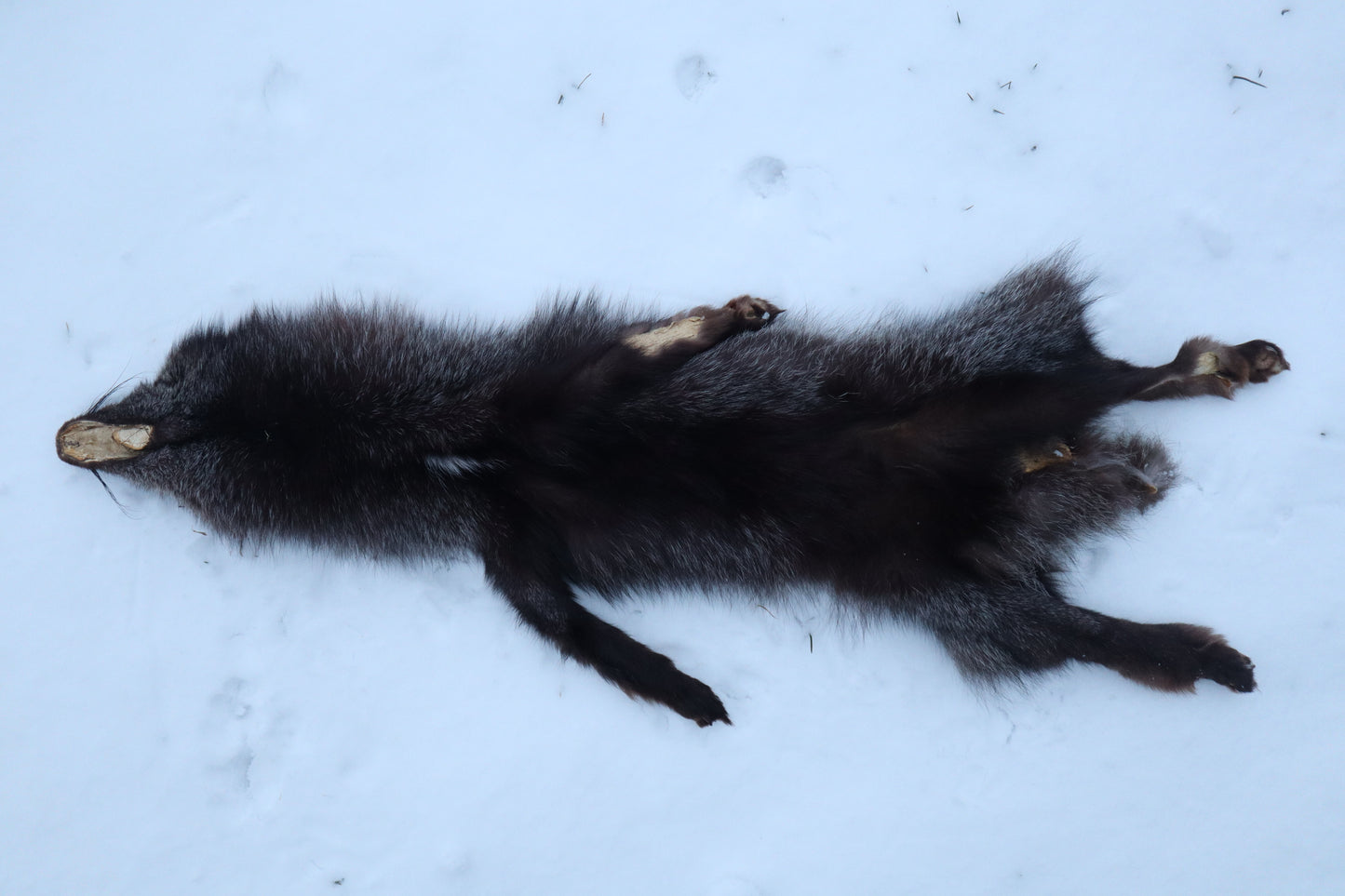 Kodiak Silver Fox Lifesize Wallhanger