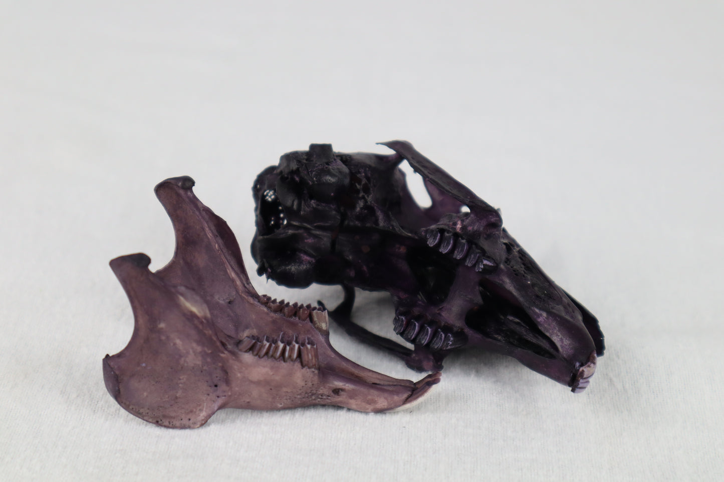 Naturally Stained Jack Rabbit Skull