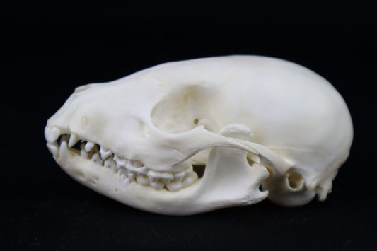 Juvenile Raccoon Skull