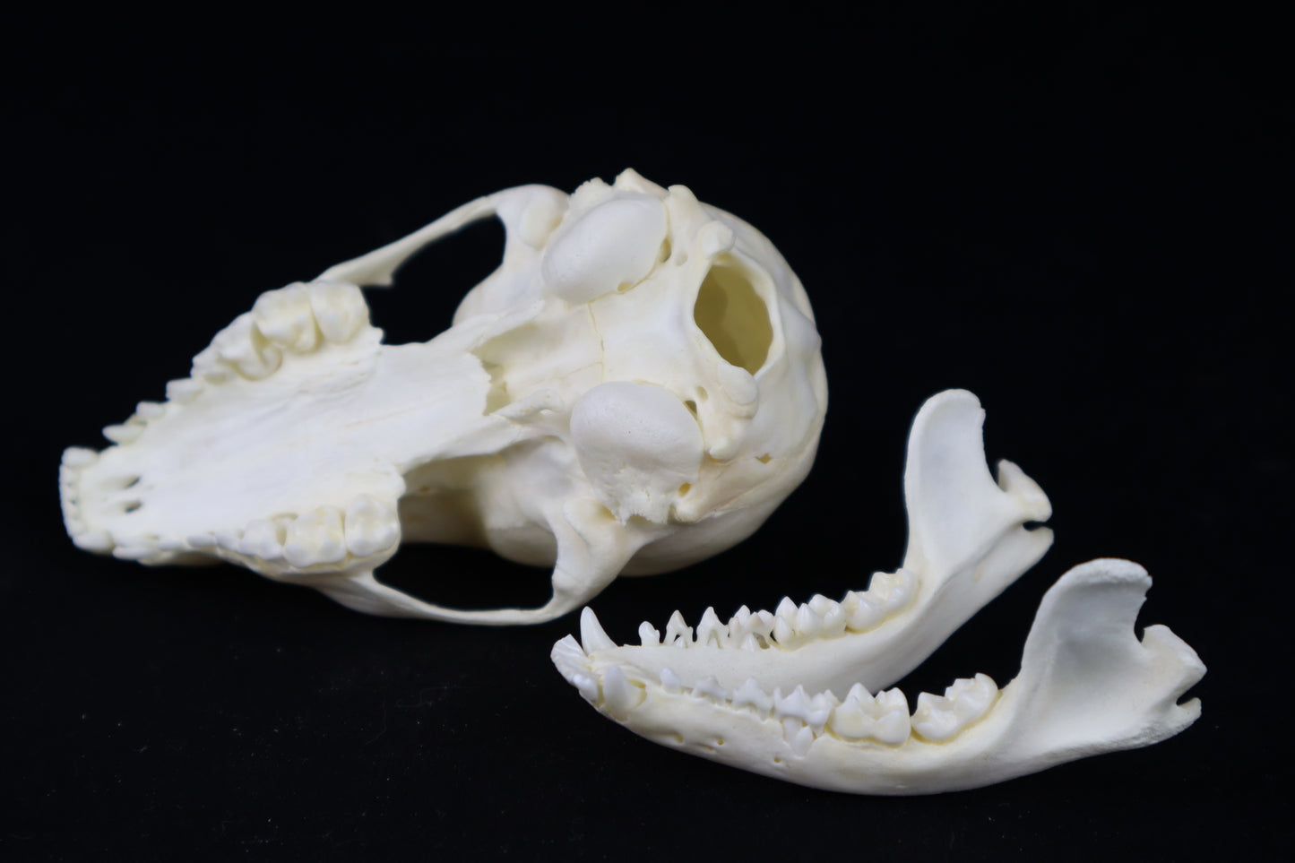 Juvenile Raccoon Skull