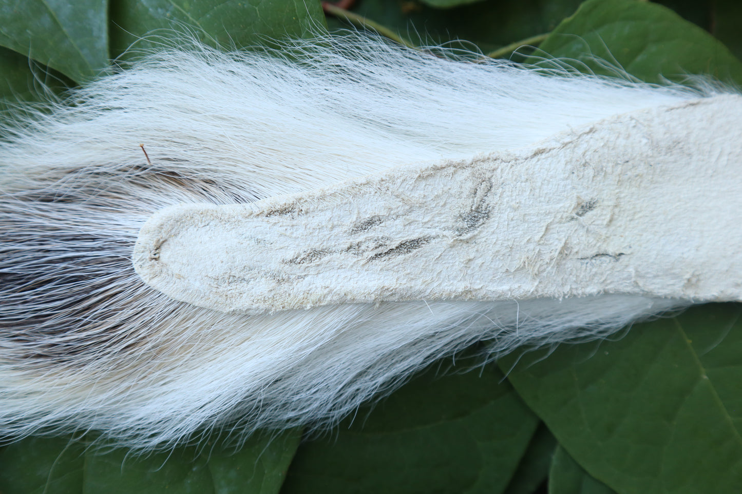 Whitetail Deer Tail