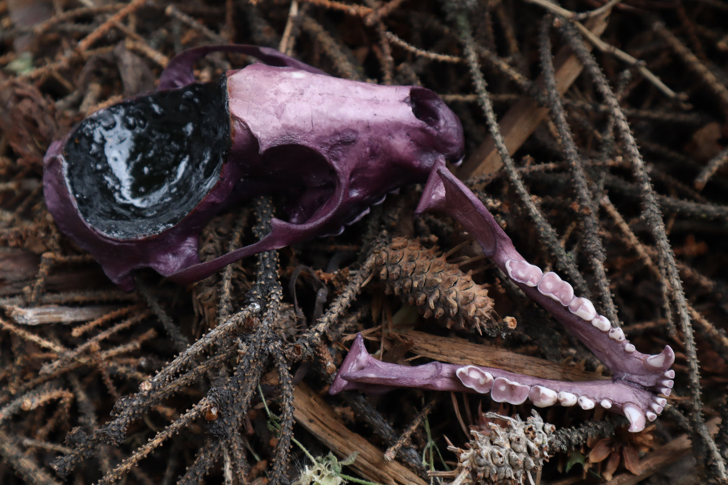 Naturally Stained Raccoon Skull Offering Bowl